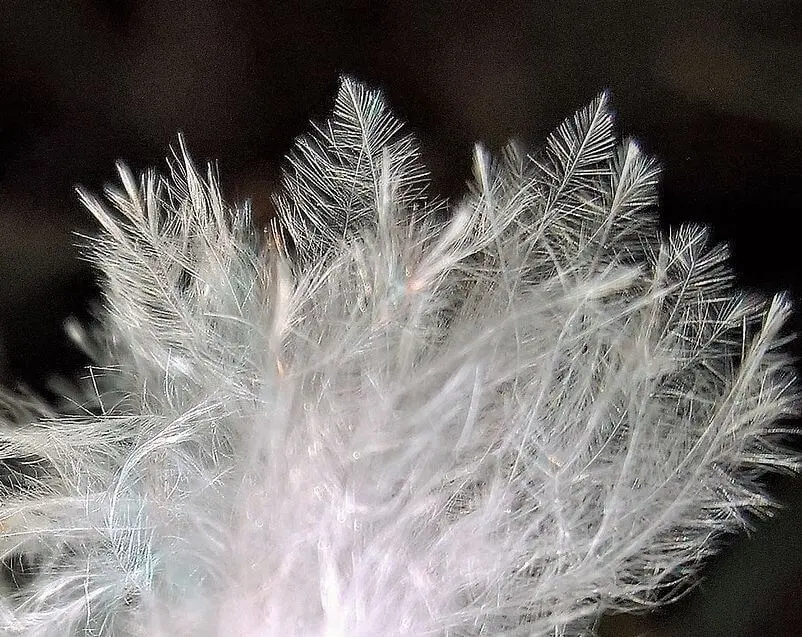 Einzelne Daune Detail