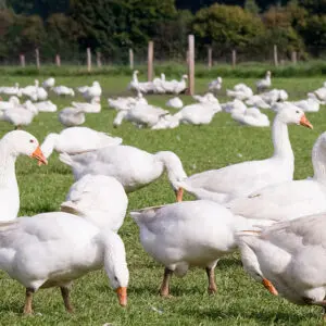 Traumina Deutsche Bio Gänse