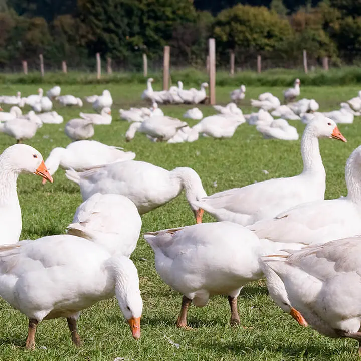 Traumina Deutsche Bio Gänse