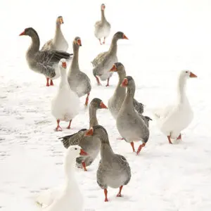 Traumina Sibirische Gänse